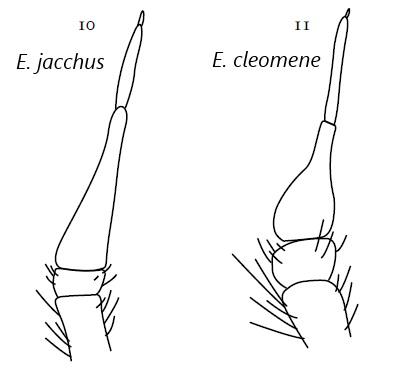 Exoprosopa divers